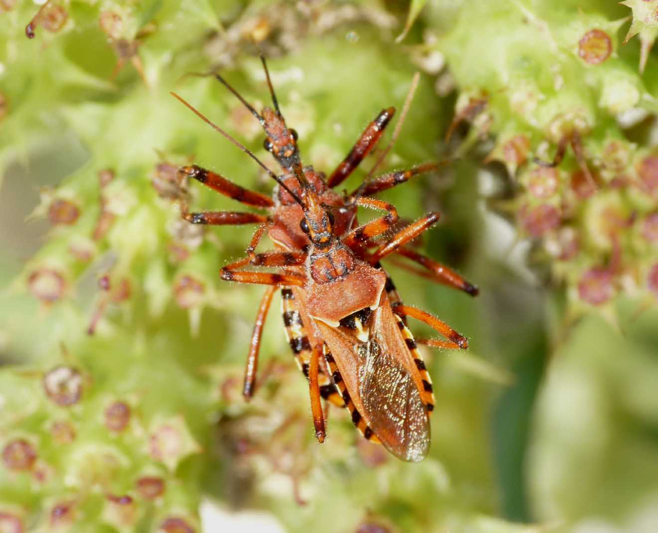 Rhynocoris erythropus: accoppiamenti